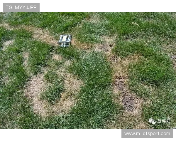 恶劣天气条件阻碍草坪恢复，巴列卡斯球场安全检查未达标